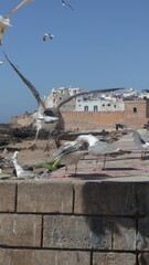 Seagulls Flying Over the Coastal Medina of Essaouira, Morocco