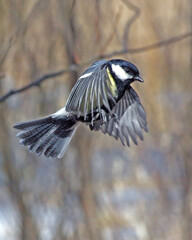 The flight of A titmouse flying through the forest on a sunny spring day. Great Tit (Parus major) fly up to the bird feeder.
