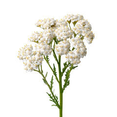 Delicate white flowers arranged gracefully on a slender green stem showcasing intricate details and vibrant natural beauty on transparent background