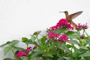 Fototapeta premium Cinnamon hummingbird flying near a penta lanceolata flower planted in a garden.