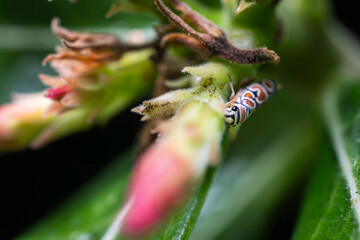 An insect considered a pest, feeding on the nectar of a desert flower. Agrosoma cruciata is an insect known as the &ldquo;clown leafhopper&rdquo; or &ldquo;clown bug,&rdquo; characterized by its distinctive color patterns.