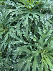Close-up of green serrated foliage covered in glistening water droplets, showcasing natural texture and freshness after rain.