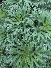Lush green foliage with finely cut leaves covered in fresh raindrops, offering a close-up view of vibrant plant texture after rainfall.