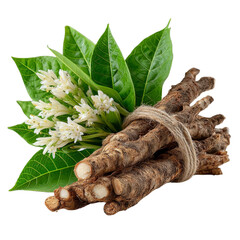 Fresh green leaves with delicate white flowers alongside bundled roots, showcasing nature's vibrant beauty on transparent background