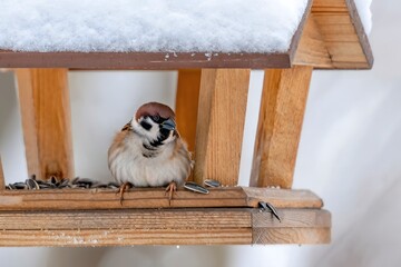 Winter Bird on Snow-Covered Bird Feeder - House Sparrow in Snow