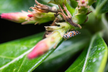 An insect considered a pest, feeding on the nectar of a desert flower. Agrosoma cruciata is an insect known as the &ldquo;clown leafhopper&rdquo; or &ldquo;clown bug,&rdquo; characterized by its distinctive color patterns