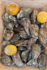 Fresh Oysters on Seaweed with lemon