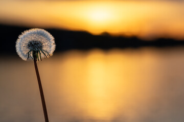 L&ouml;wenzahn vor Sonnenuntergang mit Freiraum f&uuml;r individuelle Anpassungen