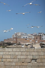 Seagulls Flying Over the Coastal Medina of Essaouira, Morocco