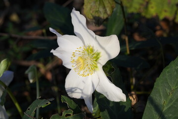 FIORE BIANCO