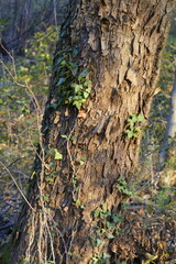 EDERA SU TRONCO D'ALBERO