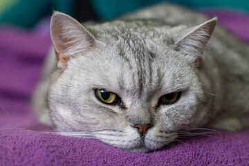 Cat portrait silver tabby resting on purple blanket looking with intense yellow eyes