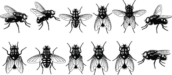 Fly illustrations, insect anatomy, entomology icons, black vector bugs, wing patterns, segmented bodies, scientific drawing, biological diversity, stylized flies