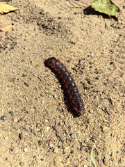 Large caterpillar crawling on sandy ground with scattered leaves nearby