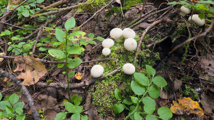 Lycoperdon mushrooms in a forest setting for nature and fungi enthusiasts. Fungi. White Lycoperdon
