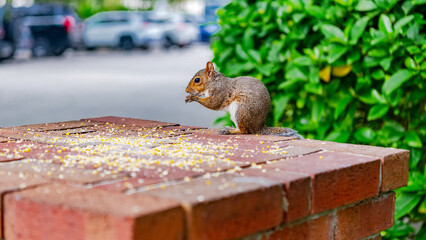 quick moment: a gray squirrel focused on eating corn in a city park.