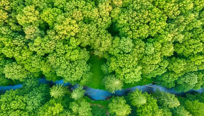 Dense Green Forest Canopy Aerial Scenic Pattern