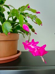  Euphorbia milii. Christmas cactus in a pot isolated against. 