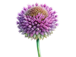 Close up of a purple allium flower with a green stem against a black background in sharp focus on transparent background