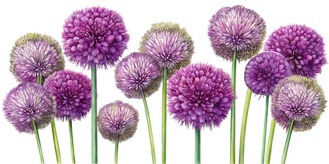A cluster of purple allium flowers with green stems against a black background in a floral display on transparent background