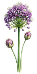 A single allium flower with buds and a long green stem against a black background illustration on transparent background