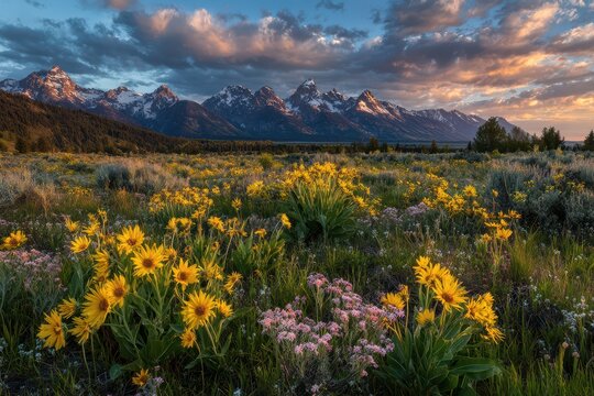 Balsamroot Wildflowers Vibrantly Bloom at Sunrise Against the Majestic Teton Mountains in Grand Teton National Park, Wyoming