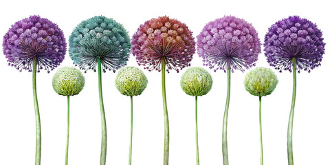 A row of colorful allium flowers with green stems against a black background in a studio shot on transparent background