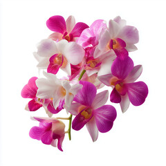 Beautiful fresh flowers isolated on a white background. Floral composition for design, print, and advertising use