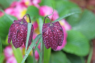 Fritillary flowers in Spring
