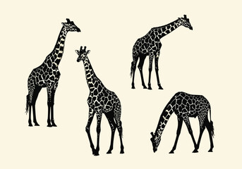 Fototapeta premium vector Set of giraffe illustrations various poses in black and white vector design element isolated on beige background