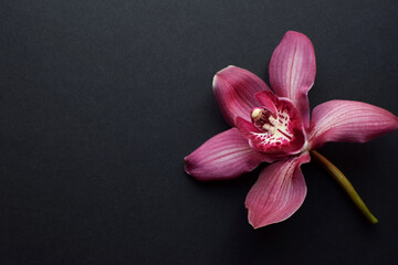 One beautiful cymbidium orchid flower on a black background. Copy space, selective focus.