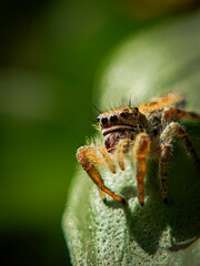 Jumping spider on a green leaf