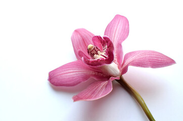 One beautiful cymbidium orchid flower on a white background. Copy space, selective focus.