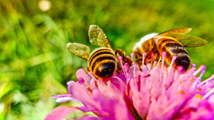 Honigbiene © focus finder