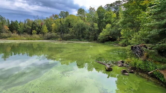 Algae bloom on Carrol Lake in the Northern Highland-American Legion State Forest in Wisconsin