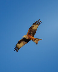 Obraz premium Red Kites, Milvus milvus, hunting in the last rays of a setting Winter sun, Rowlands Gill, Gateshead, November 2025. 