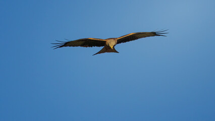 Red Kites, Milvus milvus, hunting in the last rays of a setting Winter sun, Rowlands Gill, Gateshead, November 2025. 