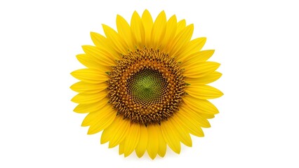 Fototapeta premium Bright yellow sunflower head isolated on a white background