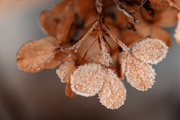 Frosted hydrangea flowers in a winter wonderland, natural background or floral wallpaper