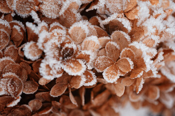 Frosted hydrangea flowers in a winter wonderland, natural background or floral wallpaper