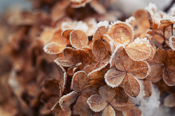 Frosted hydrangea flowers in a winter wonderland, natural background or floral wallpaper