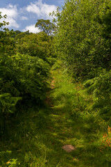Obraz premium Grassy hiking trail winds through lush green ferns in Brecon Beacons National Park, Wales