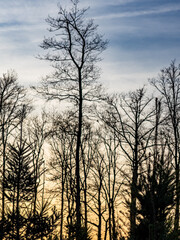 Wiederaufforstung im Spätherbst