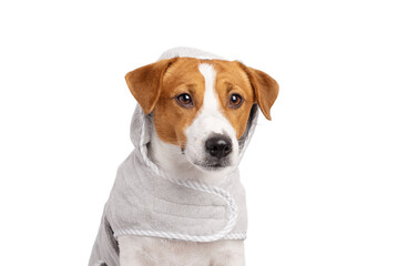 Adorable dog wrapped in a soft bathrobe isolated on white background with copy space
