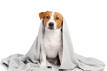 A cute dog wrapped in a soft towel after a bath isolated on white background