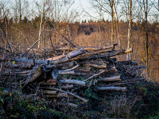 Obraz premium Baumstämme am Waldrand
