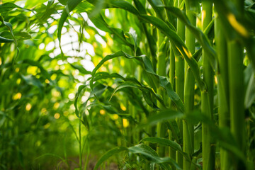 Naklejka premium Corn field view between green stems and leaves in warm summer light close to ground level