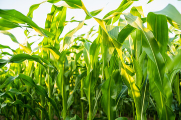 Naklejka premium Corn plants with long green leaves under sunlight on bright day in agricultural field