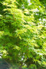 初夏の光を受けて輝く青紅葉のフレッシュな緑葉のクローズアップ風景／Fresh green maple leaves glowing in early summer sunlight