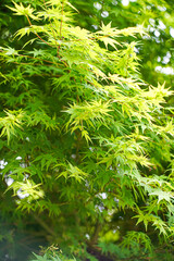 初夏の光を受けて輝く青紅葉のフレッシュな緑葉のクローズアップ風景／Fresh green maple leaves glowing in early summer sunlight